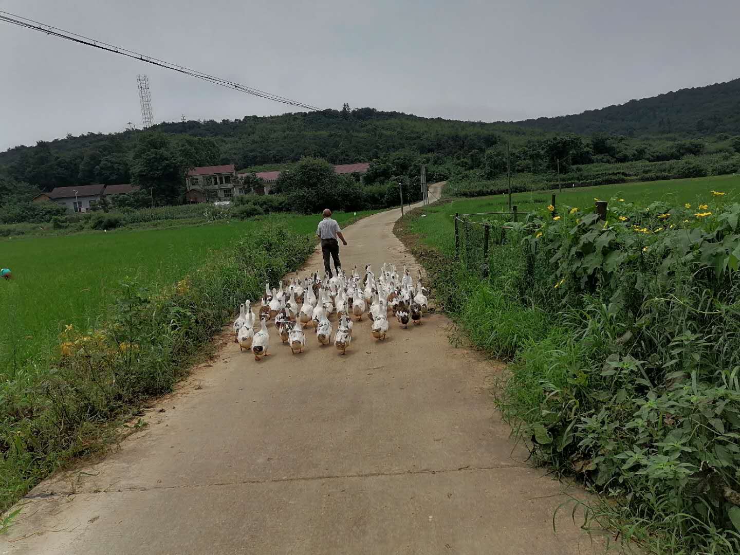 钦山有机稻基地建设