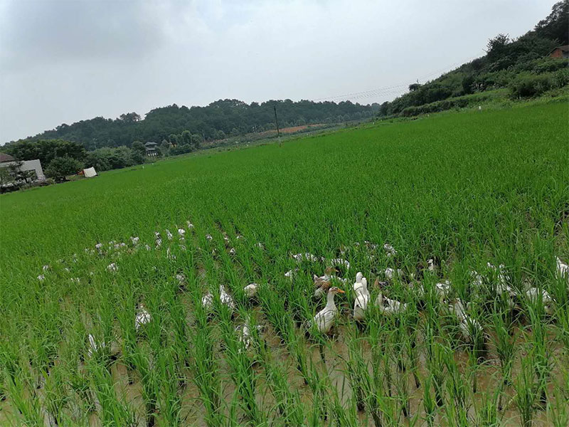 鸭稻共生，生态种植
